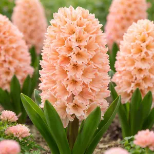 Hyacinth 'Apricot Passion' (Pot Size 1ltr) Bulbs in Pots