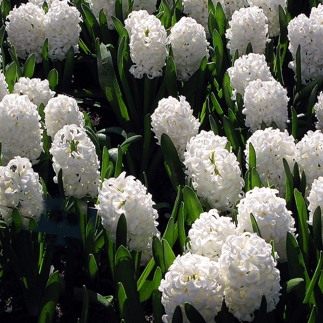 Hyacinth 'Carnegie' (Pot Size 1ltr) Bulbs in Pots