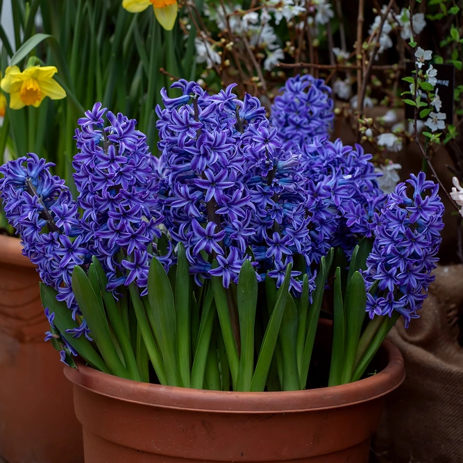 Hyacinth 'Delft Blue' (Hyacinth Pot Size 1ltr) Bulbs in Pots