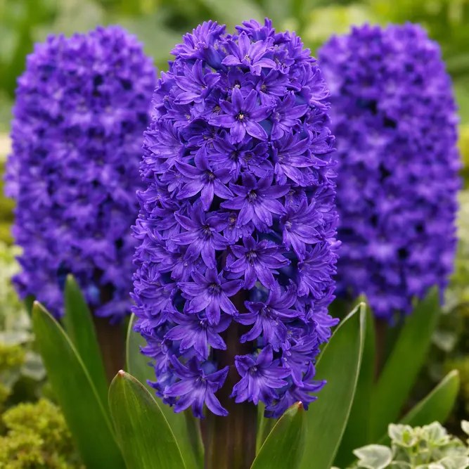 Hyacinth 'Manhattan' (Pot Size 1ltr) Bulbs in Pots