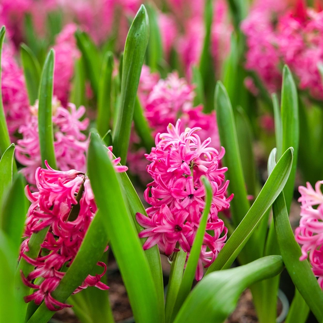 Hyacinth orientalis 'Jan Bos' (Pot Size 1ltr) Bulbs in Pots