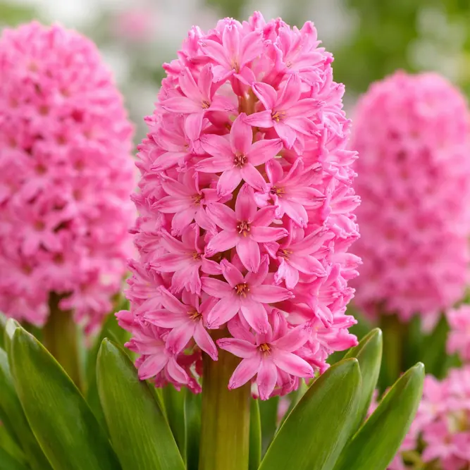 Hyacinth 'Pink Pearl' (Pot Size 1ltr) Bulbs in Pots