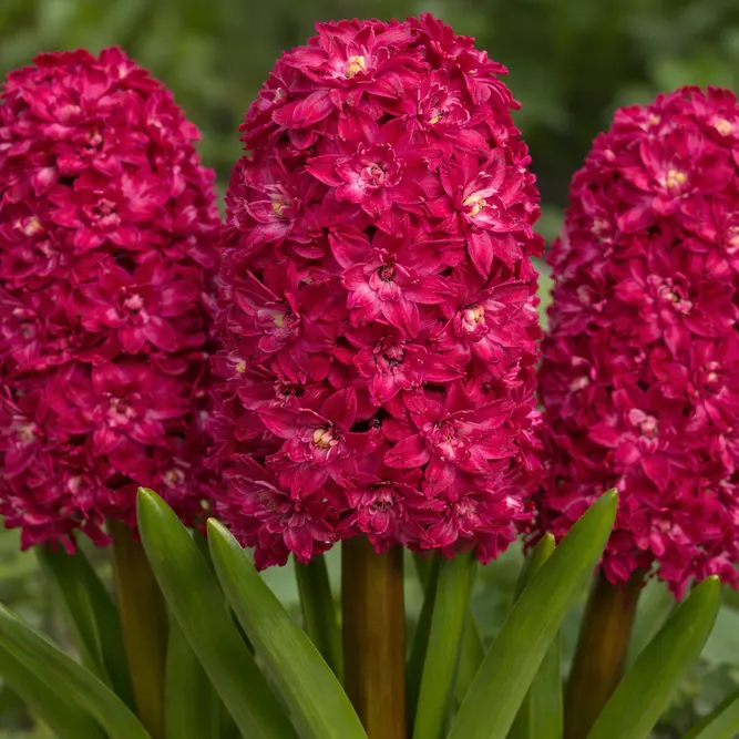 Hyacinth 'Red Diamond' (Pot Size 1ltr) Bulbs in Pots