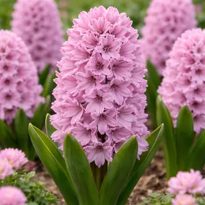 Hyacinth 'Splendid Cornelia' (Pot Size 1ltr) Bulbs in Pots