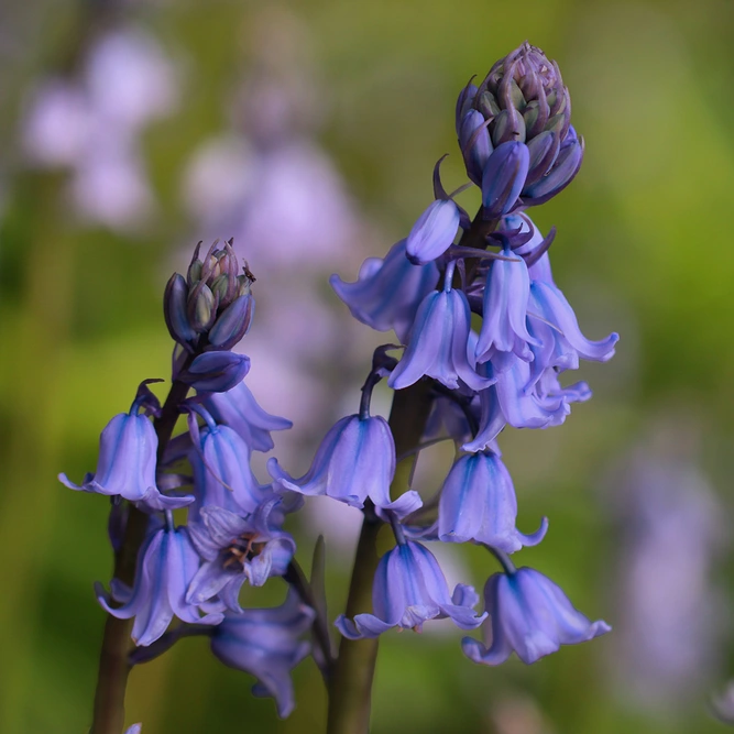 Hyacinthoides (Endymion) Non-Scriptus (Pot Size 9cm) English Bluebell  - Bulbs in Pots