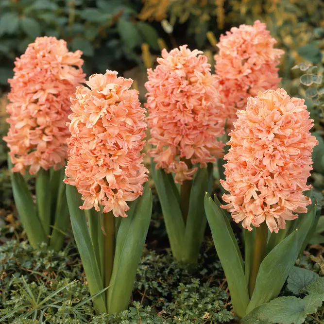Hyacinthus 'Gipsy Queen' (Pot Size 12cm) Potted Hyacinth - image 1