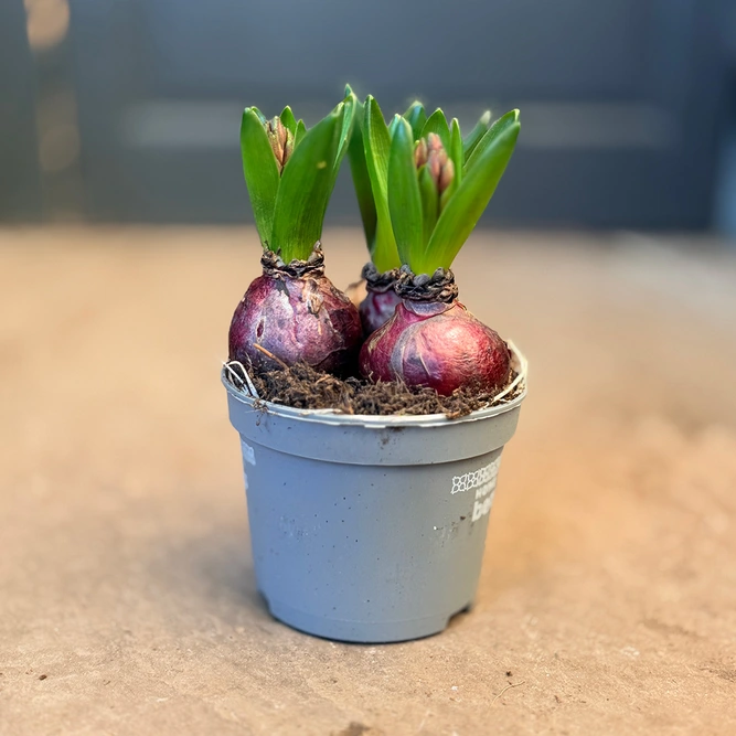 Hyacinthus 'Gipsy Queen' (Pot Size 12cm) Potted Hyacinth - image 3