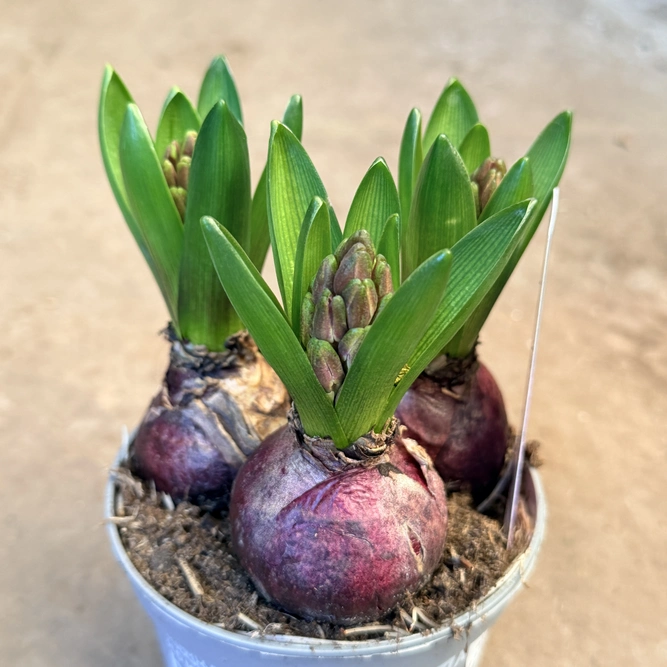 Hyacinthus 'Gipsy Queen' (Pot Size 12cm) Potted Hyacinth - image 2