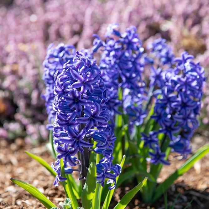 Hyacinthus multiflora 'Blue' (Pot Size 10.5cm) Hyacinth