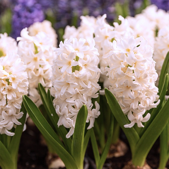 Hyacinthus Multiflora 'White' (Pot Size 10.5cm) Hyacinth