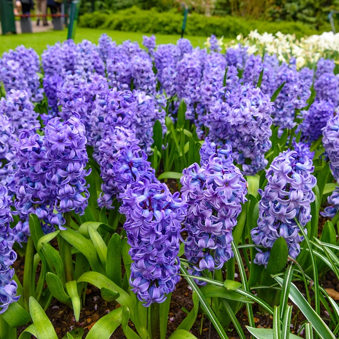 Hyacinthus orientalis 3 'Blue Pearl' Bulbs (Pot Size 12cm) Bulbs in Pots - image 1