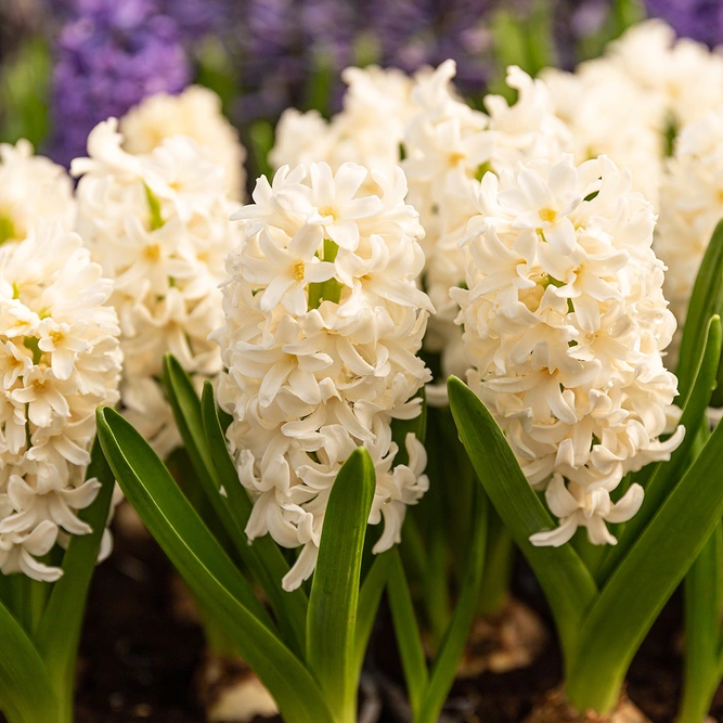 Hyacinthus orientalis 'City of Haarlem' (Pot Size 1ltr) Bulbs in Pots