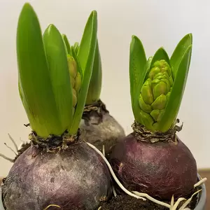 Hyacinthus orientalis 'Pink Pearl' (Pot Size 12cm) - image 4