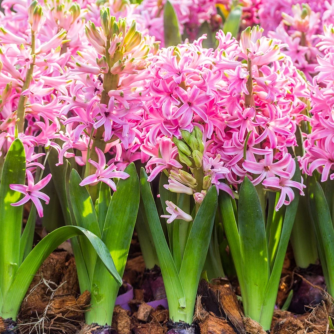 Hyacinthus orientalis 'Pink Pearl' (Pot Size 12cm) - image 1