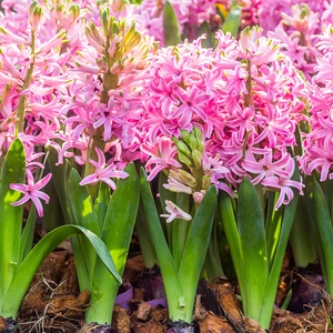 Hyacinthus orientalis 'Pink Pearl' (Pot Size 12cm)