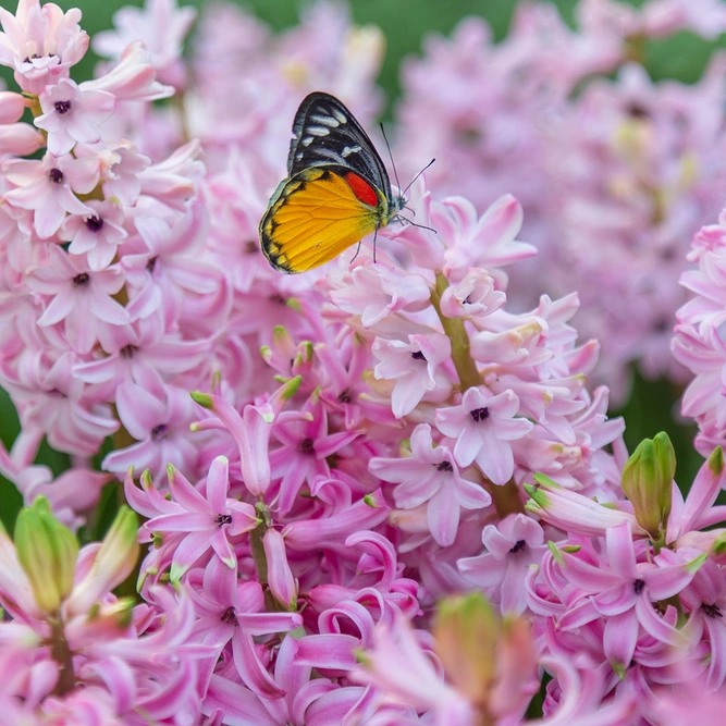 Hyacinthus orientalis 'Pink Pearl' (Pot Size 12cm) - image 2