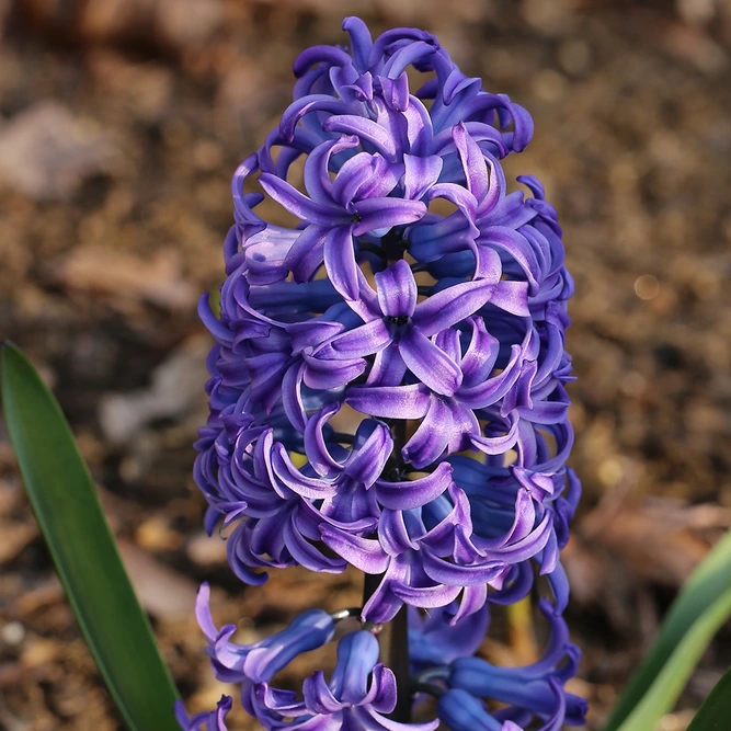 Hyacinth Purple Senstation available at Boma Garden Centre image by Jim The Photographer