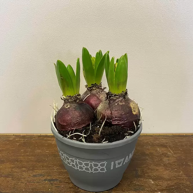 Hyacinthus orientalis 'White Pearl' (Pot Size 12cm) Bulbs in Pots - image 4