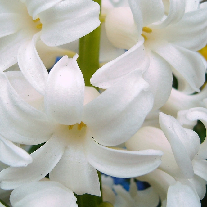 Hyacinthus orientalis 'White Pearl' (Pot Size 12cm) Bulbs in Pots - image 2