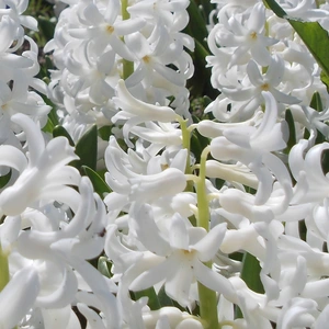 Hyacinthus orientalis 'White Pearl' (Pot Size 12cm) Bulbs in Pots - image 1