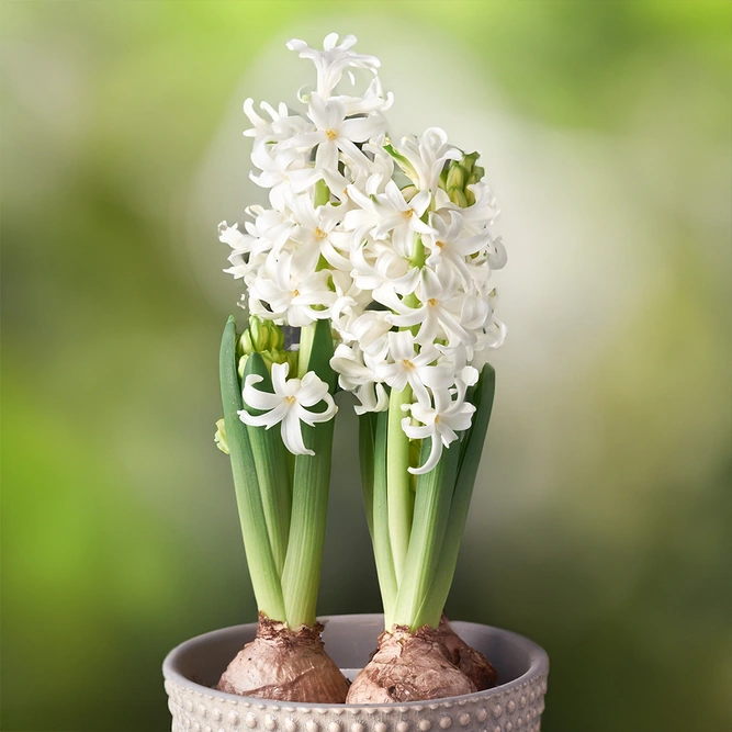Hyacinthus Orientalis White (Pot Size 12cm) Hyacinth White