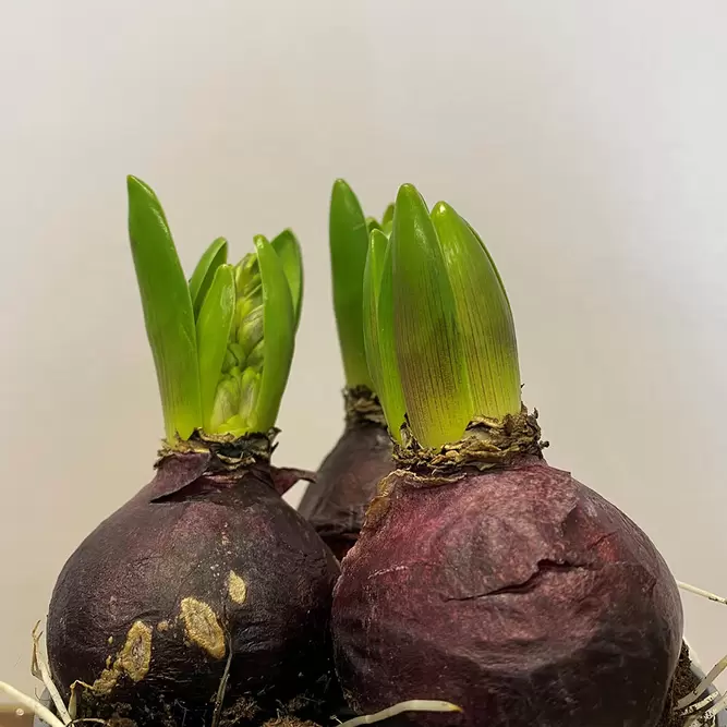 Hyacinthus 'Purple Sensation' (Pot Size 1L) Bulbs in Pots - image 2