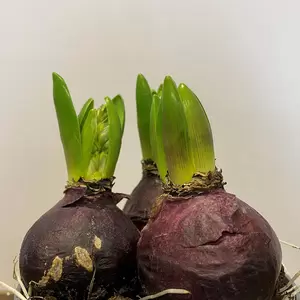 Hyacinthus 'Purple Sensation' (Pot Size 1L) Bulbs in Pots - image 2