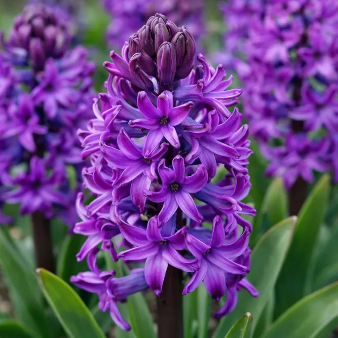 Hyacinthus 'Purple Sensation' (Pot Size 1L) Bulbs in Pots - image 1