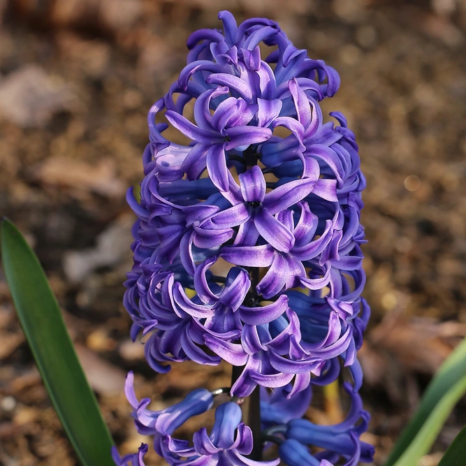 Hyacinthus 'Purple Sensation' (Pot Size 1L) Bulbs in Pots - image 3