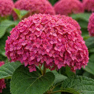 Hydrangea arborescens ‘Ruby Annabelle’ (Pot Size 19cm) Ruby Annabelle Hydrangea - image 1