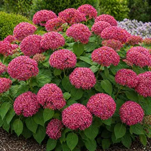 Hydrangea arborescens ‘Ruby Annabelle’ (Pot Size 19cm) Ruby Annabelle Hydrangea - image 2