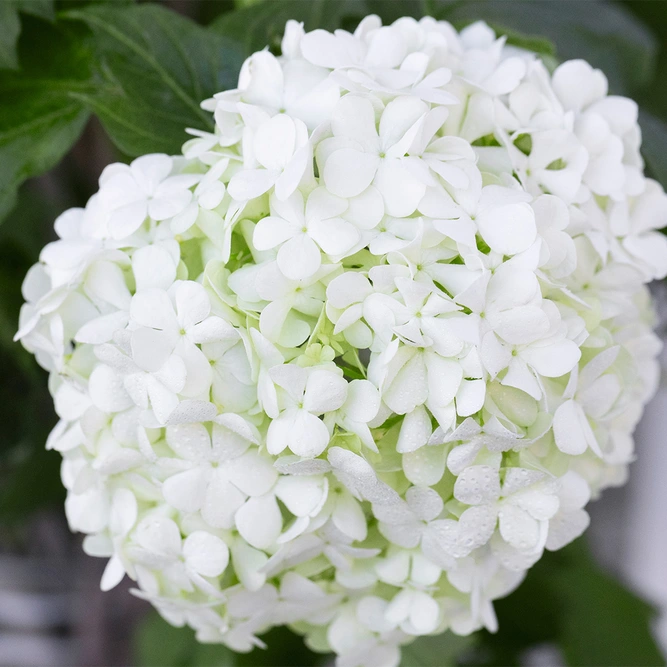 Hydrangea arborescens ‘Strong Annabelle’ (Pot Size 19cm) Strong Annabelle Hydrangea  - image 1
