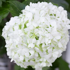 Hydrangea arborescens ‘Strong Annabelle’ (Pot Size 19cm) Strong Annabelle Hydrangea 