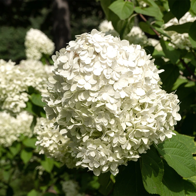 Hydrangea arborescens ‘Strong Annabelle’ (Pot Size 19cm) Strong Annabelle Hydrangea  - image 2