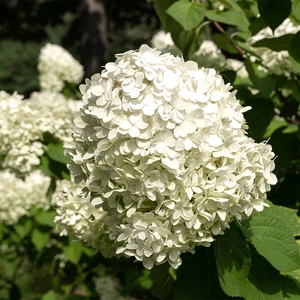 Hydrangea arborescens ‘Strong Annabelle’ (Pot Size 19cm) Strong Annabelle Hydrangea  - image 2