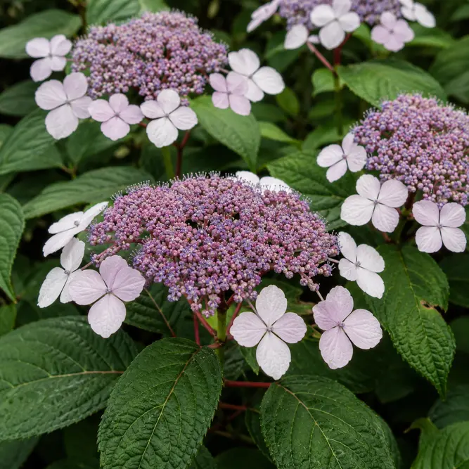 Hydrangea aspera Villosa Group (Pot Size 3L) Woodland Hydrangea