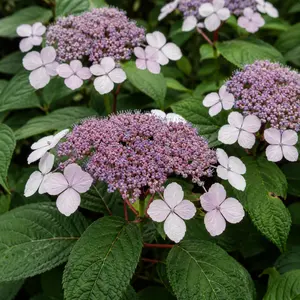 Hydrangea aspera Villosa Group (Pot Size 3L) Woodland Hydrangea