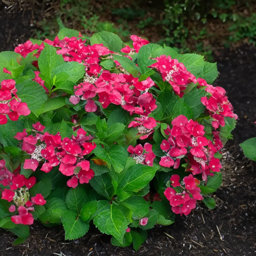 Hydrangea 'Cherry Explosion' (Pot Size 5L) The Boma Garden Centre