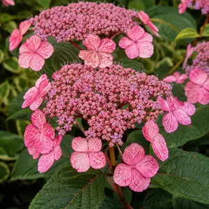 Hydrangea 'Crûg Coral' (Pot Size 3L) Climbing Hydrangea