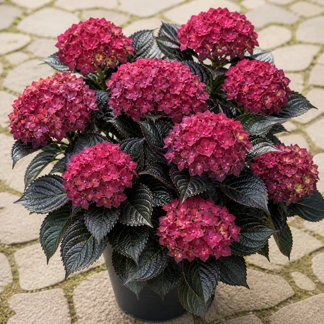 Hydrangea macrophylla Black Diamonds Series (Pot Size 5L) Bigleaf Hydrangea