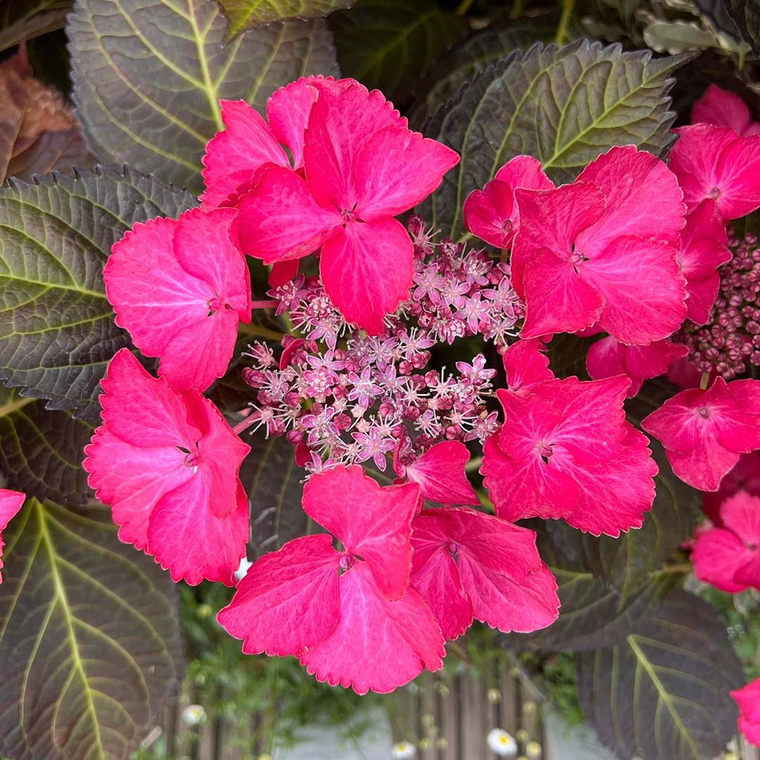 Hydrangea macrophylla 'Dark Angel' (5L) Lacecap Hydrangea The Boma