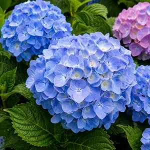 Hydrangea macrophylla ‘Endless Summer’ (Pot Size 5L) Endless Summer Hydrangea