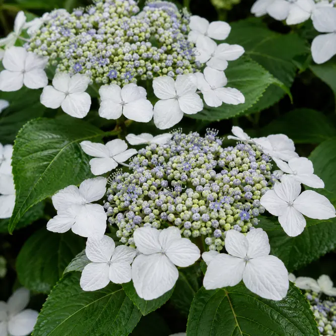 Hydrangea macrophylla 'Libelle' (Pot Size 3L) Lacecap Hydrangea