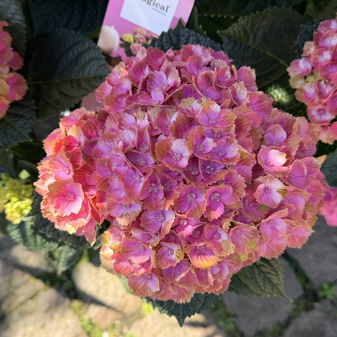 Hydrangea macrophylla (Pot Size 23cm) Mophead Hydrangea - image 1