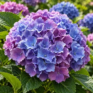 Hydrangea macrophylla 'Penny Mac' (Pot Size 23cm) Penny Mac Hydrangea - image 1