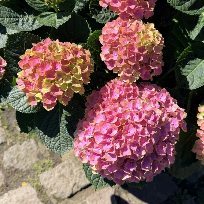 Hydrangea macrophylla (Pot Size 32cm) Mophead Hydrangea - image 2