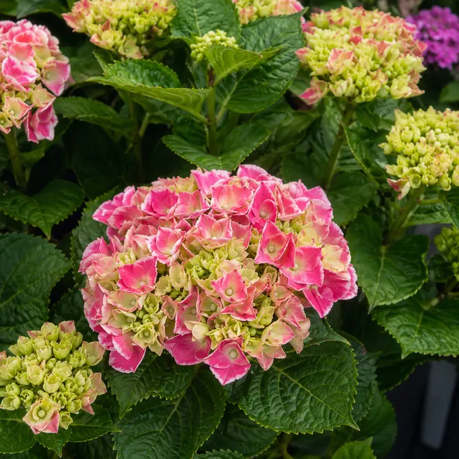 Hydrangea macrophylla 'Royalty' (Pot Size 3L)
