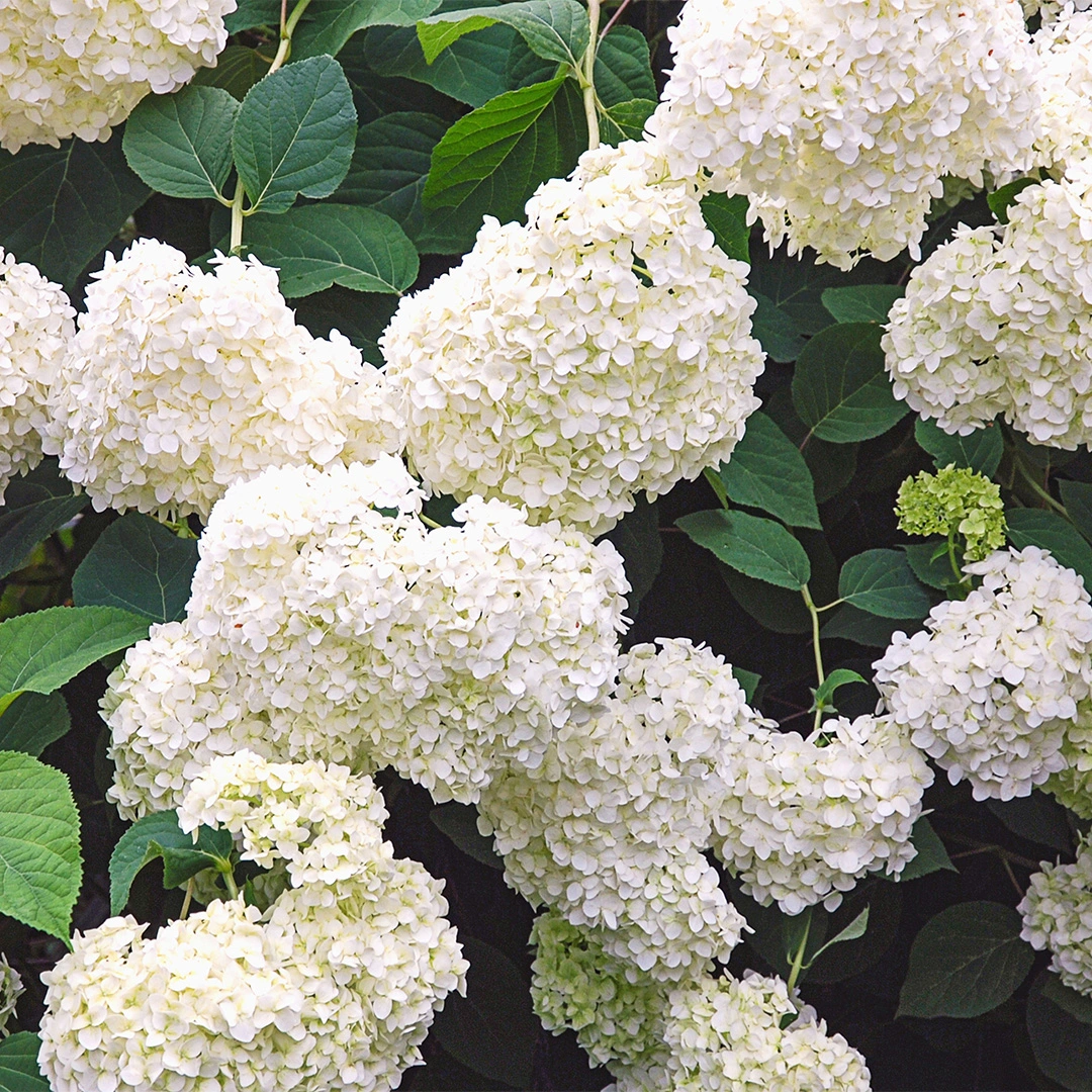 Image of Hydrangea macrophylla wedding gown pot