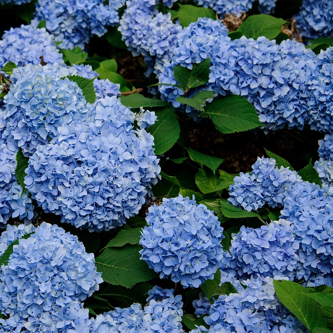 Hydrangea macrophylla 'Zorro Blue'  (Pot Size 26cm) - image 1