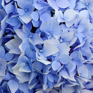 Hydrangea macrophylla 'Zorro Blue'  (Pot Size 26cm) - image 2
